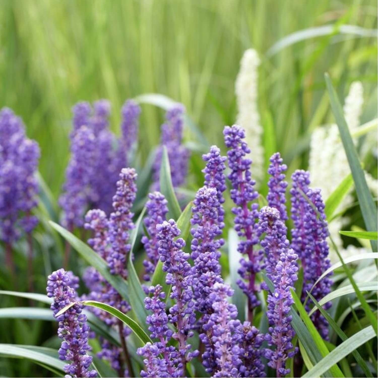 Liriope muscari 'Big Blue'